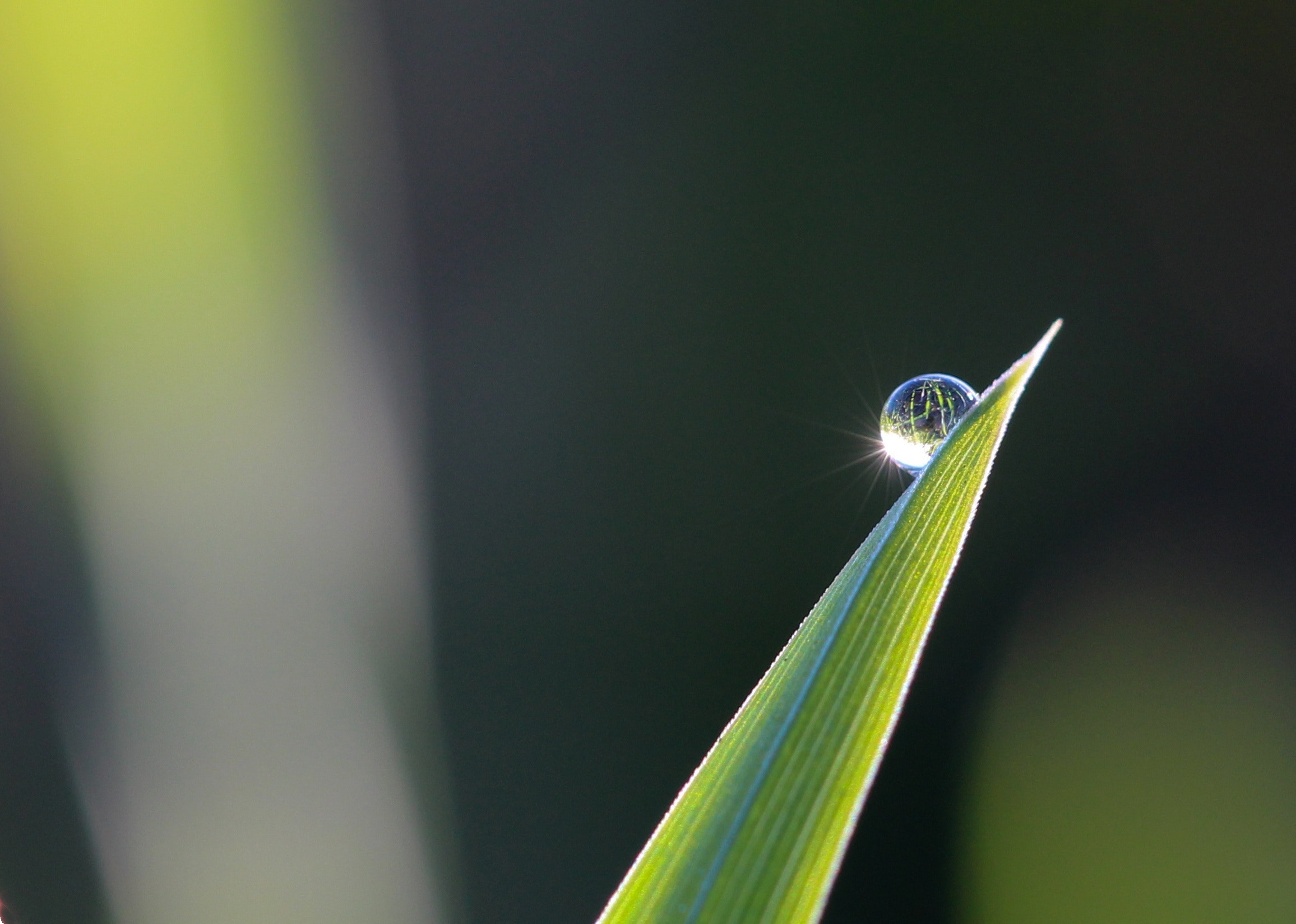 pexels-pixabay-531428 drop on a plant leaf